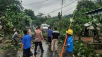 Pohon Tumbang Blokade Jalan Raya Sekotong, Polisi Gerak Cepat! (4) Pohon Tumbang Blokade Jalan Raya Sekotong, Polisi Gerak Cepat!