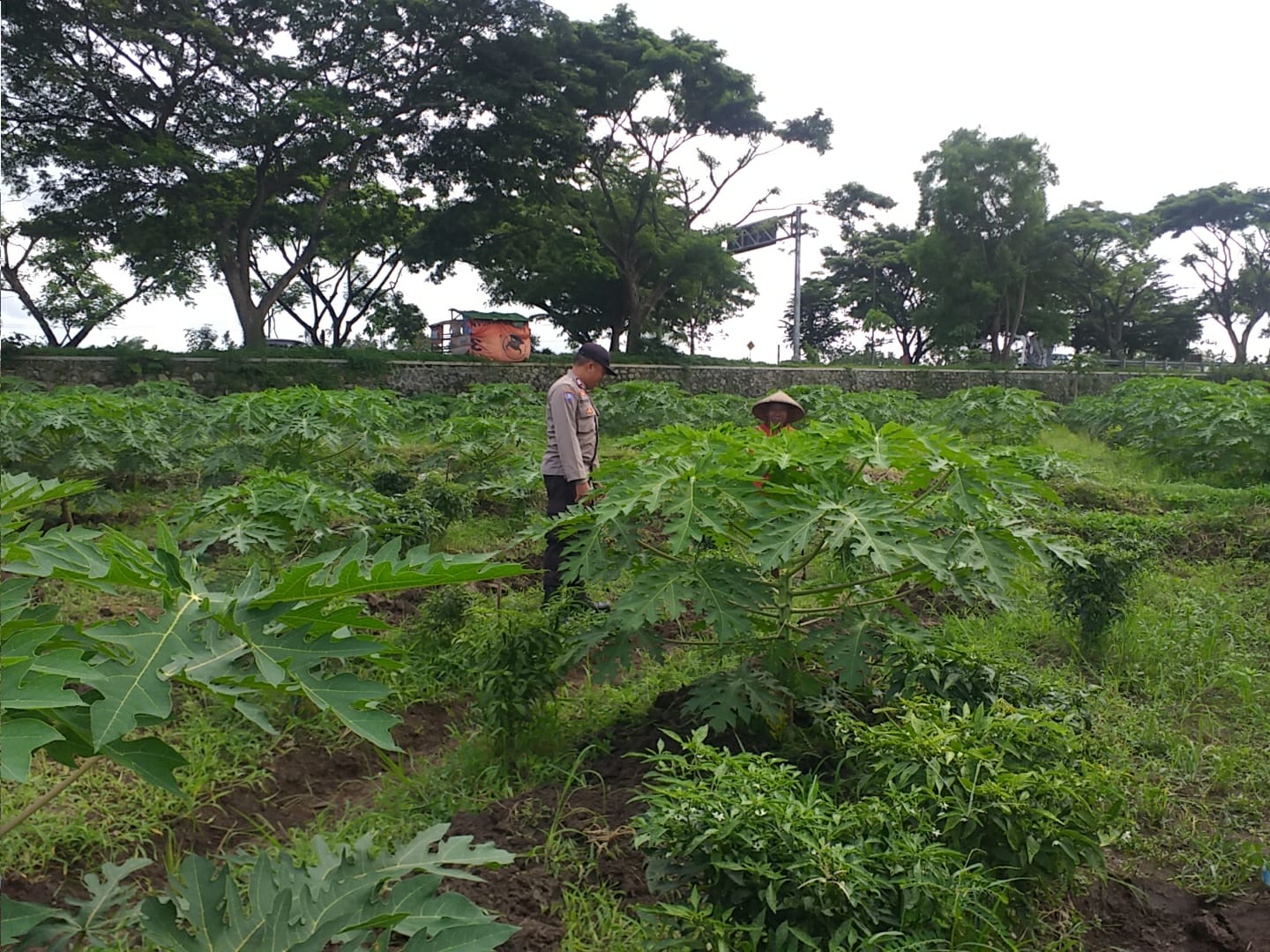 Polisi Sambangi Petani Jagaraga, Dorong Optimalisasi Lahan (3) Polisi Sambangi Petani Jagaraga, Dorong Optimalisasi Lahan