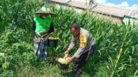 Bhabinkamtibmas Desa Bagik Polak Barat Ajak Petani Jagung Maju, Dukung Ketahanan Pangan (3) Bhabinkamtibmas Desa Bagik Polak Barat Ajak Petani Jagung Maju, Dukung Ketahanan Pangan
