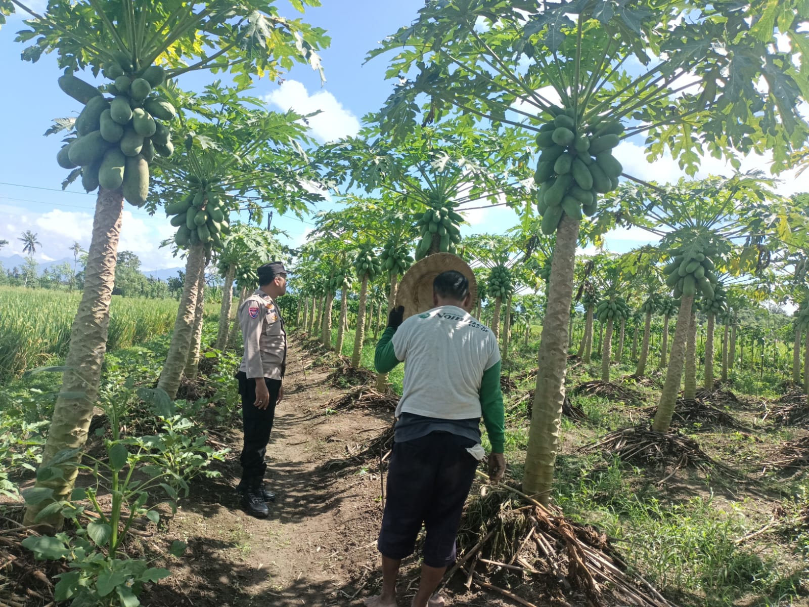 Bhabinkamtibmas Ombe Baru Bantu Warga Optimalkan Lahan Pertanian di Kediri (1) Bhabinkamtibmas Ombe Baru Bantu Warga Optimalkan Lahan Pertanian di Kediri