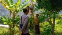 Ketahanan Pangan, Polisi Motivasi Warga Manfaatkan Pekarangan Rumah di Desa Perampuan (4) Ketahanan Pangan, Polisi Motivasi Warga Manfaatkan Pekarangan Rumah di Desa Perampuan
