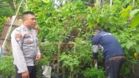Polsek Kuripan Turun ke Lapangan, Gerakkan Warga Wujudkan Ketahanan Pangan (4) Polsek Kuripan Turun ke Lapangan, Gerakkan Warga Wujudkan Ketahanan Pangan