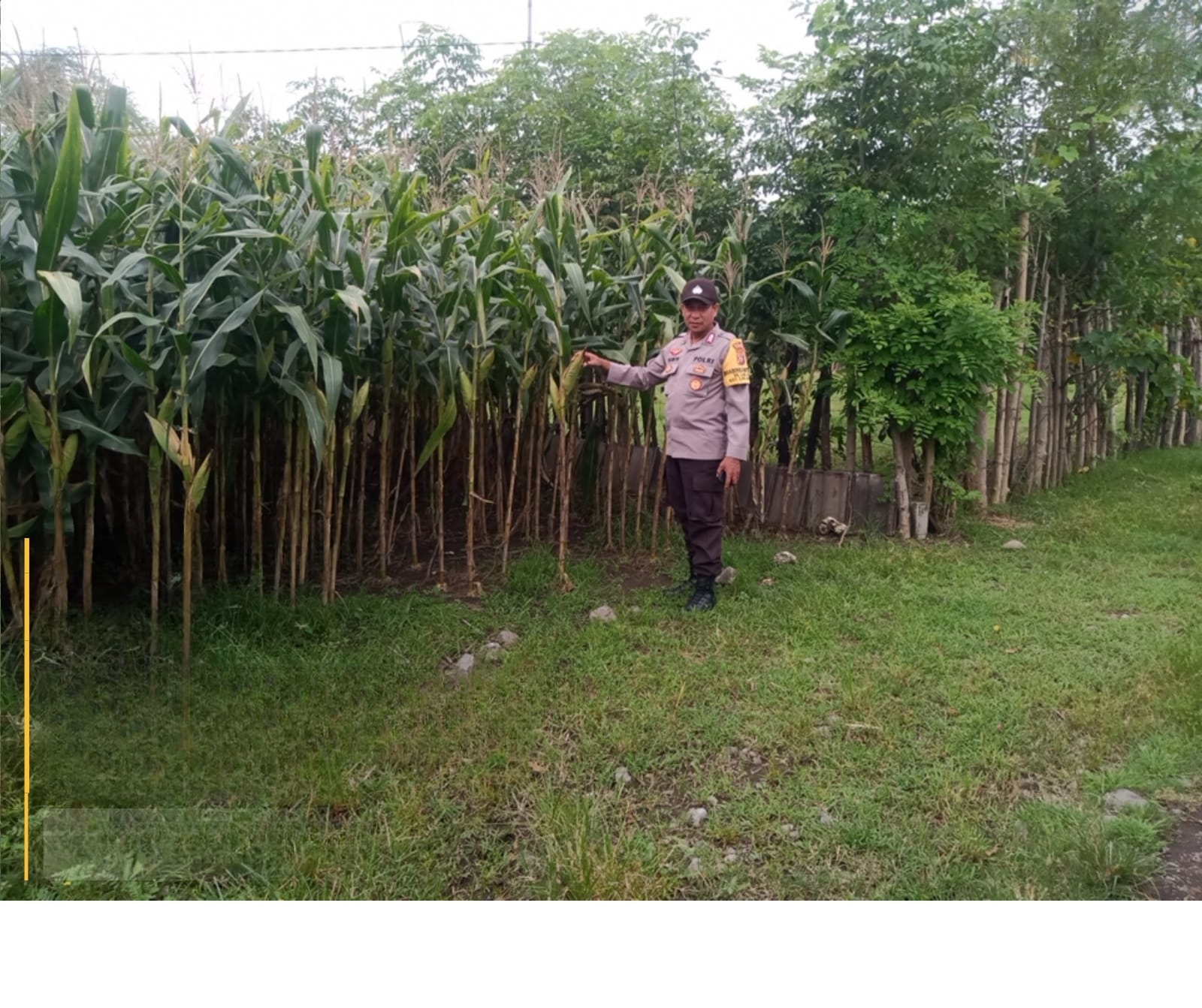 wmremove-transformed