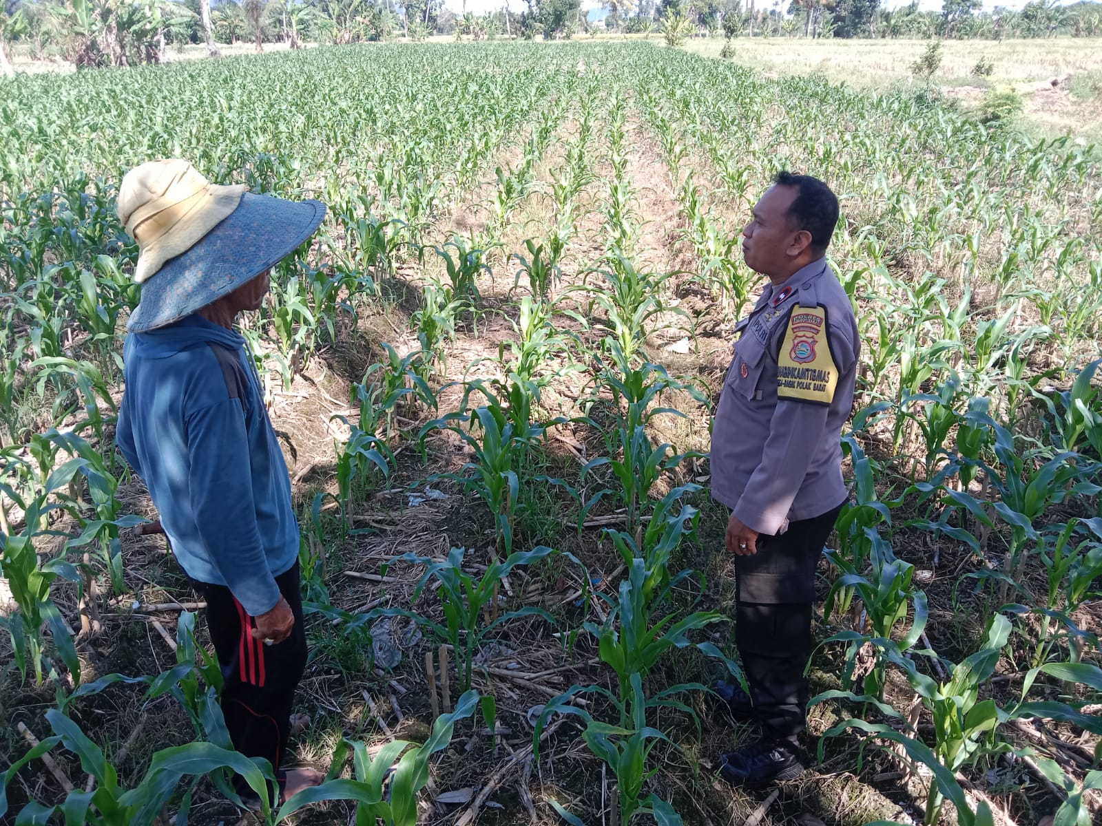 Bhabinkamtibmas Labuapi Dampingi Petani, Gencarkan Program Ketahanan Pangan di Bagik Polak Barat (3) Bhabinkamtibmas Labuapi Dampingi Petani, Gencarkan Program Ketahanan Pangan di Bagik Polak Barat