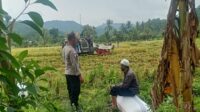 Bhabinkamtibmas Sekotong Aktif Jalin Silaturahmi, Kawal Panen Padi Demi Ketahanan Pangan (4) Kedekatan Polisi dan Petani, Panen Jadi Nyaman