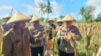 Kapolres Lombok Barat Hadiri Panen Raya Jagung, Sinergi Polri dan Petani Jaga Ketahanan Pangan (3) Kapolres Lombok Barat Hadiri Panen Raya Jagung, Sinergi Polri dan Petani Jaga Ketahanan Pangan
