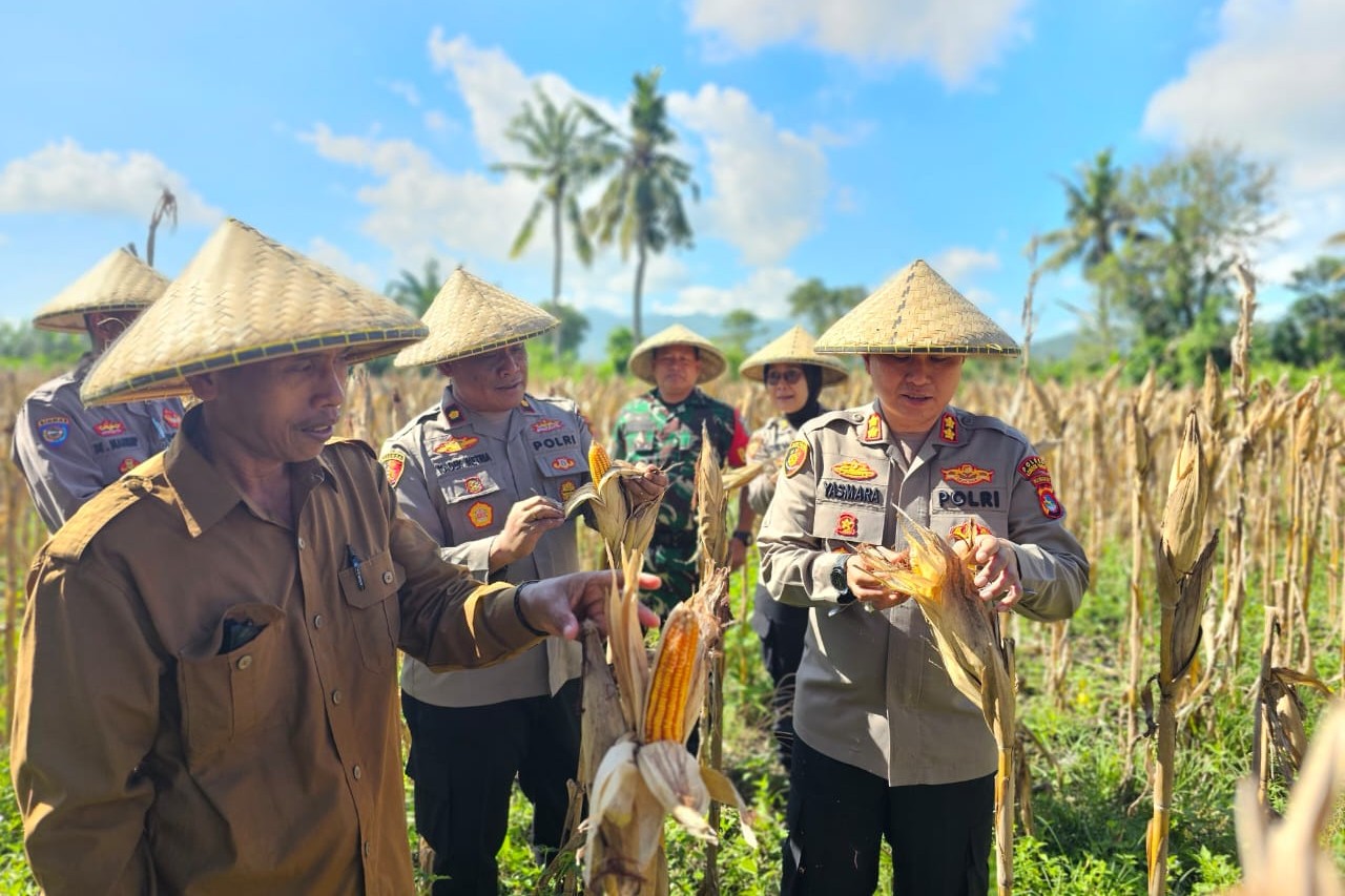 Kapolres Lombok Barat Hadiri Panen Raya Jagung, Sinergi Polri dan Petani Jaga Ketahanan Pangan (3) Kapolres Lombok Barat Hadiri Panen Raya Jagung, Sinergi Polri dan Petani Jaga Ketahanan Pangan