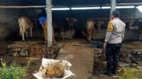 Kolaborasi Polri-Warga, Dorong Ekonomi Lewat Peternakan (3) Dekatkan Diri ke Warga, Bhabinkamtibmas Dorong Usaha Ternak