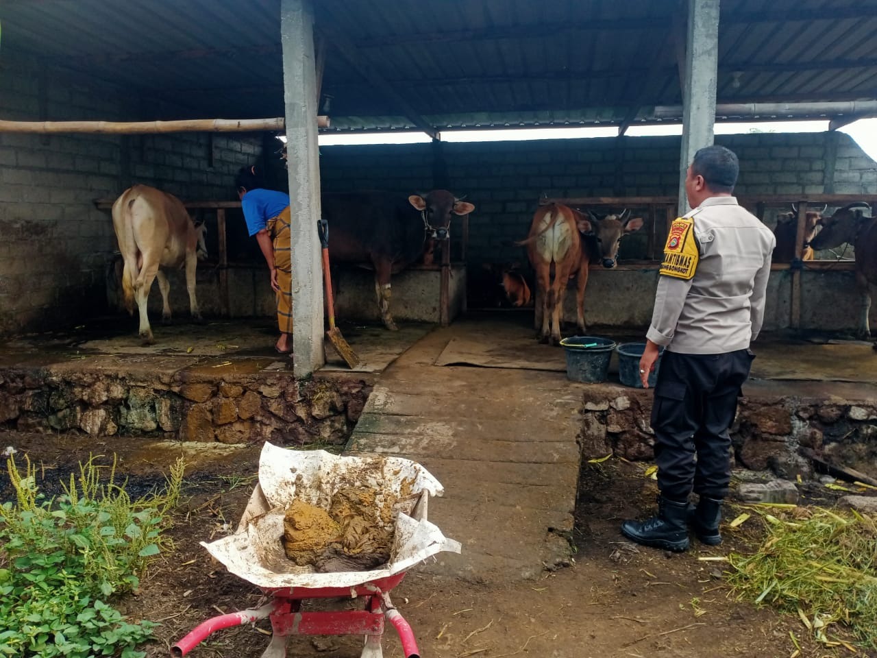 Kolaborasi Polri-Warga, Dorong Ekonomi Lewat Peternakan (3) Dekatkan Diri ke Warga, Bhabinkamtibmas Dorong Usaha Ternak