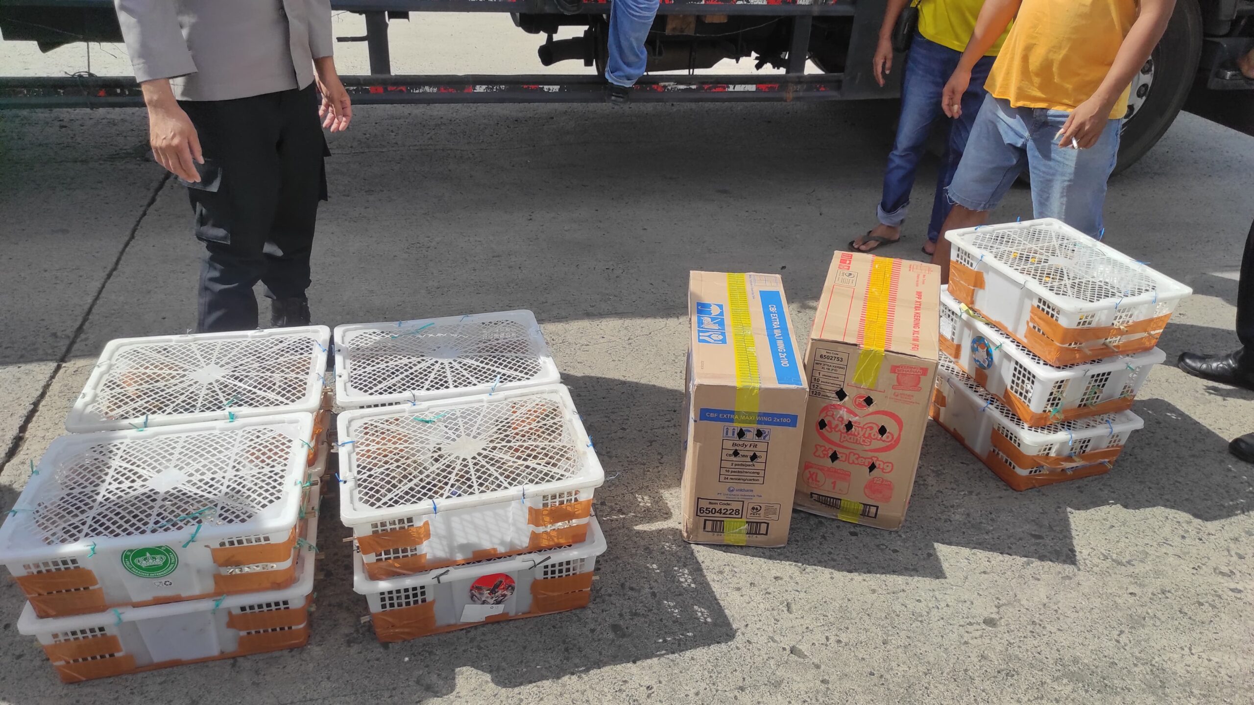 Pengiriman Ratusan Burung Ilegal ke Bali Digagalkan di Pelabuhan Lembar (3) Truk Bermuatan Burung Tanpa Izin Dicegat Menuju Bali di Lombok Barat