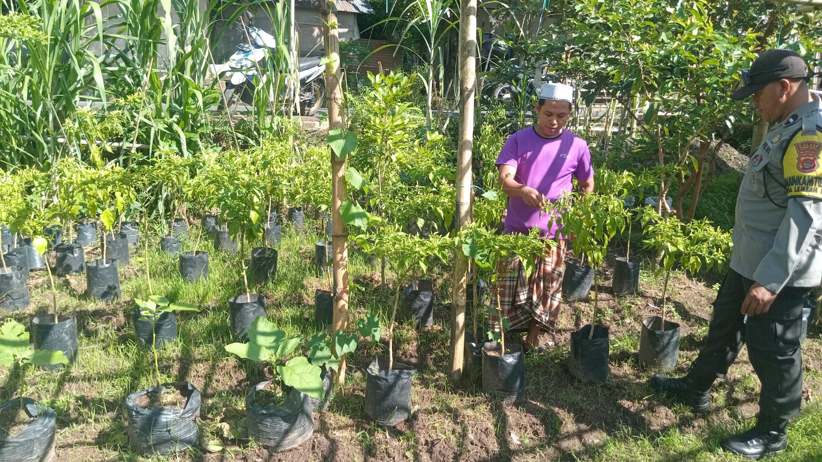 Sinergi Polri dan Masyarakat Lombok Barat Perkuat Ketahanan Pangan di Desa Lembahsari (1) Sinergi Polisi dan Warga Lombok Barat Wujudkan Program Ketahanan Pangan