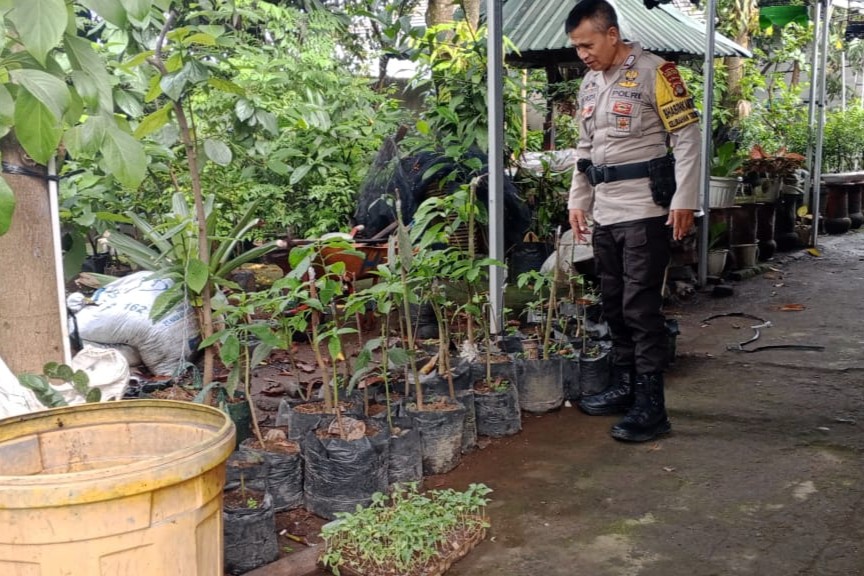 Bhabinkamtibmas Desa Terong Tawah Galakkan Ketahanan Pangan di Desa (1) Bhabinkamtibmas Desa Terong Tawah Galakkan Ketahanan Pangan di Desa
