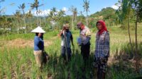 Bhabinkamtibmas Giri Tembesi Dampingi Petani Wujudkan Ketahanan Pangan Lokal (3) Bhabinkamtibmas Desa Giri Tembesi Berikan Motivasi dan Saran Pertanian kepada Petani