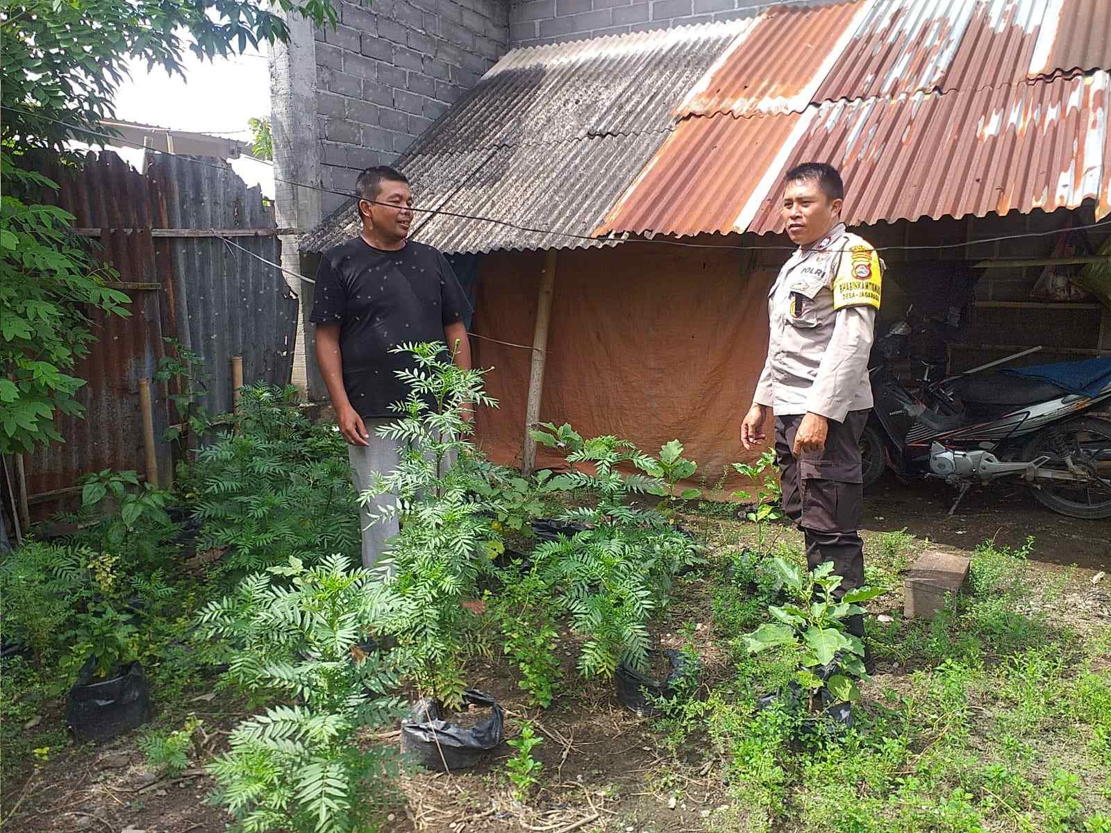 Bhabinkamtibmas Jagaraga Aktif Sosialisasi Ketahanan Pangan, Warga Antusias Menyambut (3) Polsek Kuripan Apresiasi Upaya Ketahanan Pangan Warga Jagaraga