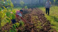 Bhabinkamtibmas Karang Bongkot Aktif Dorong Warga Manfaatkan Lahan untuk Program Pemerintah (4) Polsek Labuapi Dukung Program Ketahanan Pangan Melalui Bhabinkamtibmas