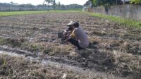 Bhabinkamtibmas Kuripan Induk Gencar Dorong Ketahanan Pangan Warga (1) Bhabinkamtibmas Desa Kuripan Beri Motivasi Pemanfaatan Pekarangan untuk Ketahanan Pangan