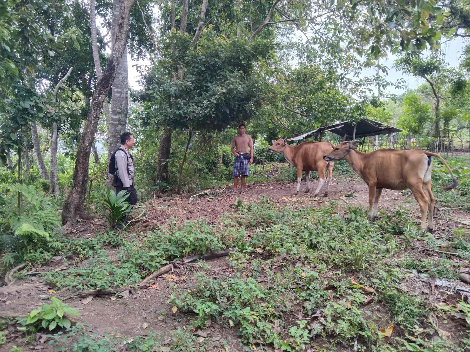 Monitoring Peternakan dan Ketahanan Pangan, Inisiatif Polsek Batulayar (1) Monitoring Peternakan dan Ketahanan Pangan, Inisiatif Polsek Batulayar