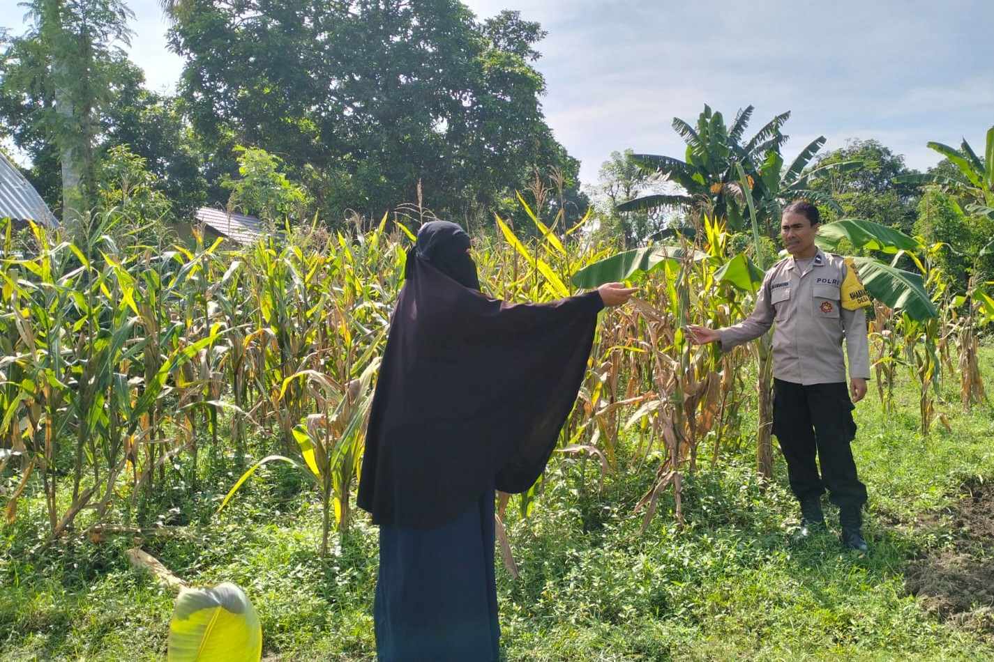 Peningkatan Ketahanan Pangan, Bhabinkamtibmas Lelede Sambangi Petani Jagung di Lombok Barat (3) Polres Lombok Barat Dorong Produktivitas Jagung Lewat Pendampingan Petani
