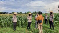 Polres Lombok Barat Kawal Ketat Petani Jagung Menuju Panen Raya (7) Polisi dan Petani Bersinergi: Kawal Panen Jagung Lombok Barat