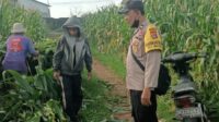 Bhabinkamtibmas Dampingi Panen Jagung di Ombe Baru Dukung Swasembada Pangan (3) Bhabinkamtibmas Dampingi Panen Jagung di Ombe Baru Dukung Swasembada Pangan
