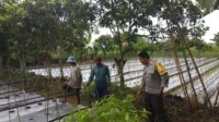 Bhabinkamtibmas Desa Kediri Dukung Ketahanan Pangan Lewat Sambang Petani (1) Bhabinkamtibmas Desa Kediri Dukung Ketahanan Pangan Lewat Sambang Petani