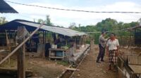 Bhabinkamtibmas Dorong Ketahanan Pangan di Dusun Merembu Tengah (3) Bhabinkamtibmas Dorong Ketahanan Pangan di Dusun Merembu Tengah