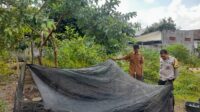 Bhabinkamtibmas Gelogor Dorong Warga Tanam Pangan di Halaman Rumah (3) Bhabinkamtibmas Gelogor Dorong Warga Tanam Pangan di Halaman Rumah