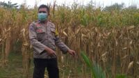 Bhabinkamtibmas Jagaraga Dukung Ketahanan Pangan di Dusun Beremi (4) Bhabinkamtibmas Jagaraga Dukung Ketahanan Pangan di Dusun Beremi