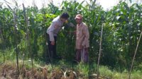 Bhabinkamtibmas Jagaraga Gencarkan Program Ketahanan Pangan, Warga Siap Panen Jagung Manis (3) Bhabinkamtibmas Sosialisasi Pemanfaatan Lahan Kosong untuk Pangan