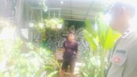Bhabinkamtibmas Labuapi Gandeng Petani Tingkatkan Ketahanan Pangan dan Jaga Kamtibmas (3) Bhabinkamtibmas Labuapi Gandeng Petani Tingkatkan Ketahanan Pangan dan Jaga Kamtibmas