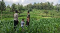 Bhabinkamtibmas Mareje Dukung Petani Jagung di Lembar (3) Bhabinkamtibmas Mareje Dukung Petani Jagung di Lembar