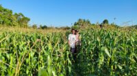 Bhabinkamtibmas Mareje Timur Dampingi Petani Jagung Tingkatkan Hasil Panen (3) Bhabinkamtibmas Mareje Timur Dampingi Petani Jagung Tingkatkan Hasil Panen