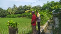 Bhabinkamtibmas Sekotong Dukung Swasembada Pangan di Batu Putih (3) Bhabinkamtibmas Sekotong Dukung Swasembada Pangan di Batu Putih