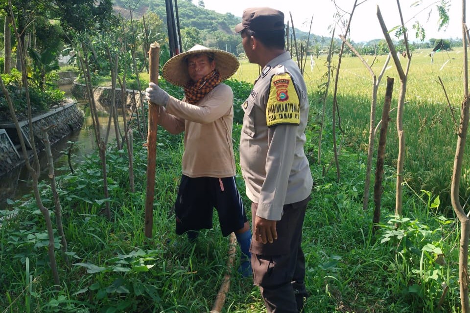 Bhabinkamtibmas Taman Ayu Galakkan Ketahanan Pangan Keluarga (3) Bhabinkamtibmas Taman Ayu Galakkan Ketahanan Pangan Keluarga