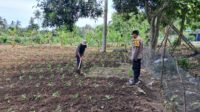 DDS Polsek Sekotong Dorong Pemanfaatan Lahan Pertanian Warga (3) DDS Polsek Sekotong Dorong Pemanfaatan Lahan Pertanian Warga