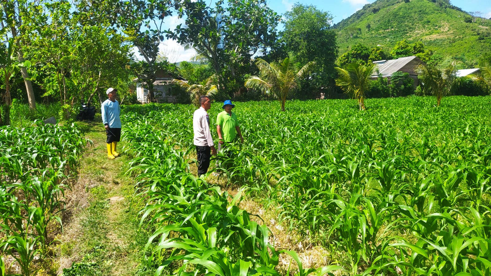 Dari Sekotong untuk Indonesia Budidaya Jagung Perkuat Pangan (3) Dari Sekotong untuk Indonesia Budidaya Jagung Perkuat Pangan