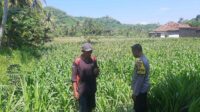 Dukung Swasembada, Polri Sapa Petani Jagung Sekotong Timur (1) Dukung Swasembada, Polri Sapa Petani Jagung Sekotong Timur
