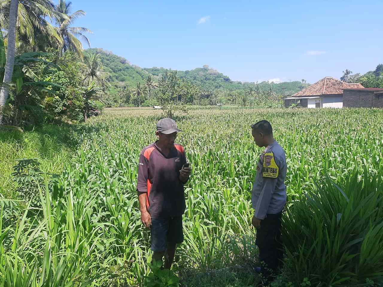 Dukung Swasembada, Polri Sapa Petani Jagung Sekotong Timur (1) Dukung Swasembada, Polri Sapa Petani Jagung Sekotong Timur
