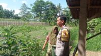 Gerakan Pekarangan Bergizi Mulai Diterapkan di Dasan Geres (1) Gerakan Pekarangan Bergizi Mulai Diterapkan di Dasan Geres