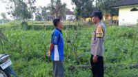 Ketahanan Pangan Desa Kuripan Didukung Langsung Aparat Kepolisian (1) Ketahanan Pangan Desa Kuripan Didukung Langsung Aparat Kepolisian