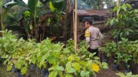 Ketahanan Pangan Dimulai dari Dusun Pesongoran, Lombok Barat (3) Ketahanan Pangan Dimulai dari Dusun Pesongoran, Lombok Barat