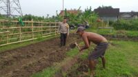 Lahan Pekarangan di Jagaraga Jadi Solusi Ketahanan Pangan Lahan Pekarangan di Jagaraga Jadi Solusi Ketahanan Pangan
