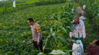 Motivasi Petani Kuripan, Polri Dorong Ketahanan Pangan dari Tingkat Desa (3)