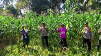 Panen Raya Jagung di Kuripan Wujud Nyata Dukungan Ketahanan Pangan Polri (2) Dukung Ketahanan Pangan, Polri Hadir dalam Panen Raya Jagung NTB