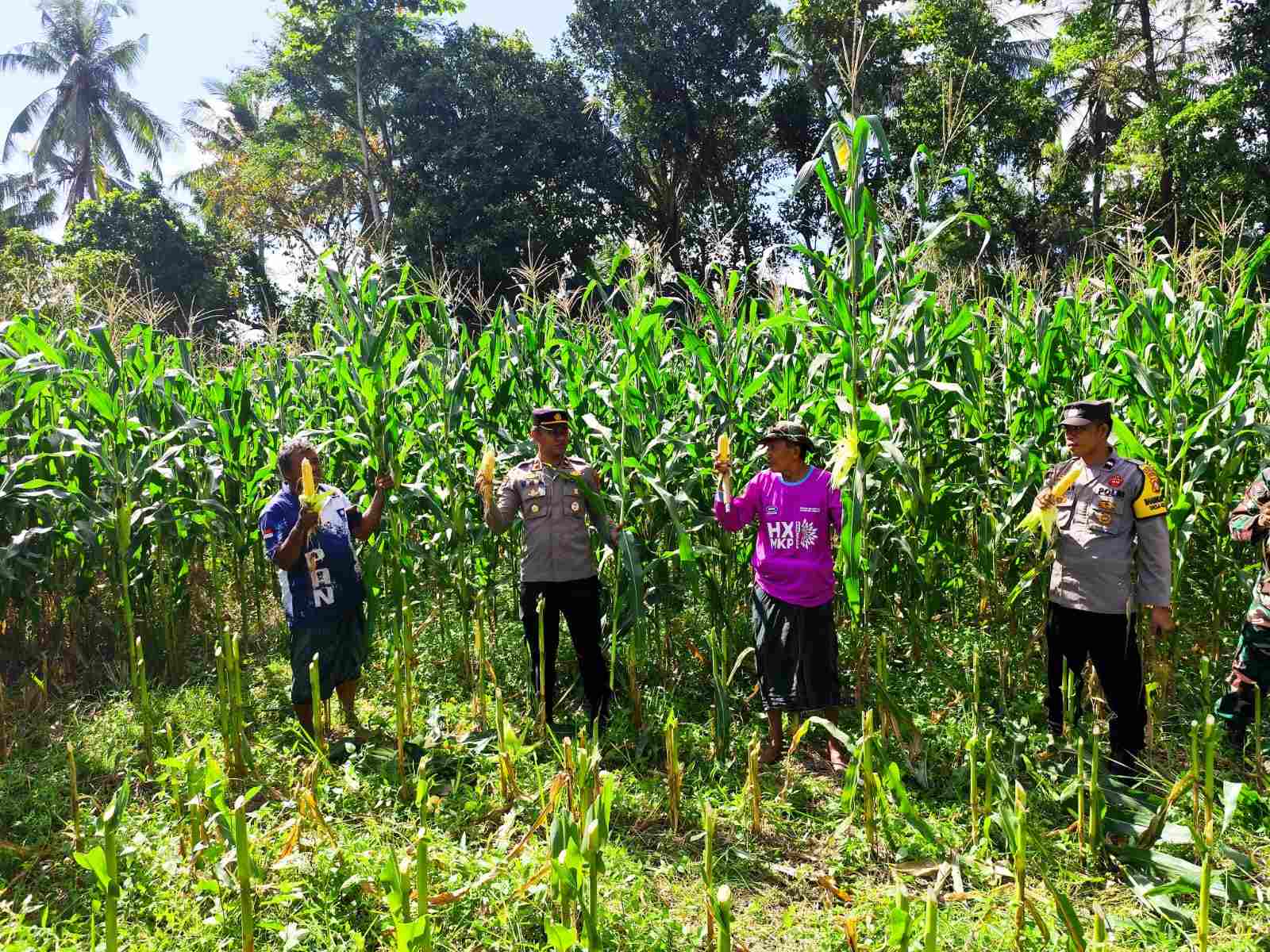 Panen Raya Jagung di Kuripan Wujud Nyata Dukungan Ketahanan Pangan Polri (2) Dukung Ketahanan Pangan, Polri Hadir dalam Panen Raya Jagung NTB