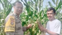 Pendampingan Petani oleh Bhabinkamtibmas di Desa Jagaraga Indah (1) Pendampingan Petani oleh Bhabinkamtibmas di Desa Jagaraga Indah