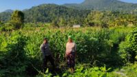 Polsek Lembar Dampingi Warga Mareje Timur Atur Tanam Jagung (3) Polsek Lembar Dampingi Warga Mareje Timur Atur Tanam Jagung