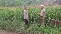 Polsek Lembar Dorong Produktivitas Jagung di Lombok Barat (1) Polsek Lembar Dorong Produktivitas Jagung di Lombok Barat