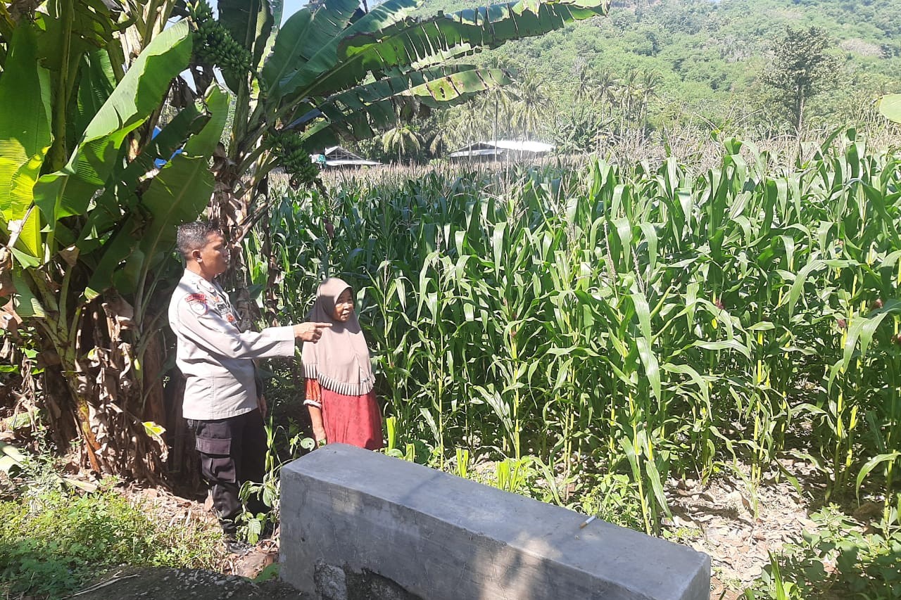 Polsek Lembar Dukung Ketahanan Pangan di Dusun Jelateng (1) Polsek Lembar Dukung Ketahanan Pangan di Dusun Jelateng