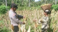 Silaturahmi Humanis Bhabinkamtibmas di Sekotong Saat Panen Jagung Warga (4) Bangun Pagi: Rahasia Sukses dan Bahagia Terungkap?